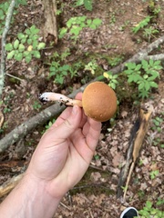 Austroboletus gracilis