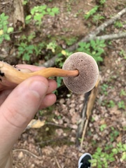 Austroboletus gracilis
