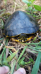 Pseudemys floridana