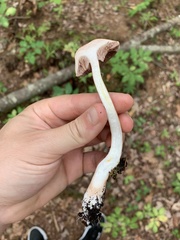 Austroboletus gracilis