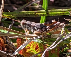 Melanoplus montanus