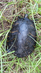 Pseudemys floridana