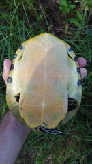 Pseudemys floridana