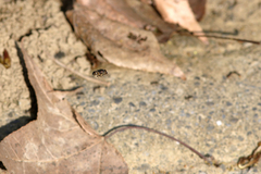 Eristalinus taeniops