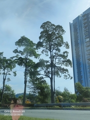 Alstonia