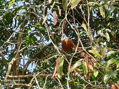 Hydnocarpus castaneus, photograph 2