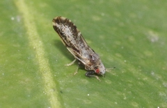 Diaphorina citri