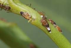Diaphorina citri