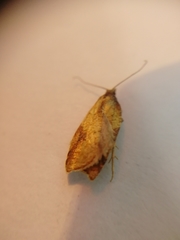 Acleris aspersana