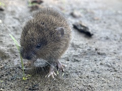 Microtus canicaudus