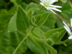 Stellaria littoralis