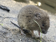 Microtus canicaudus