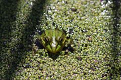 Pelophylax fukienensis