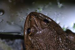 Hoplobatrachus chinensis