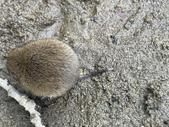 Microtus canicaudus