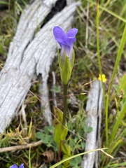 Gentianopsis simplex