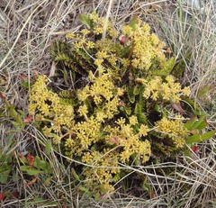 Anisotome flexuosa