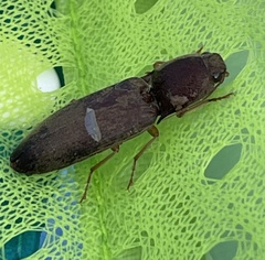 Conoderus parallelus