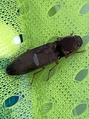 Conoderus parallelus
