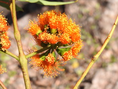 Eucalyptus phoenicea