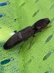 Conoderus parallelus