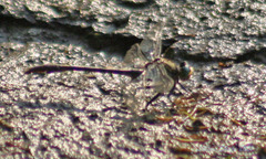 Arigomphus villosipes