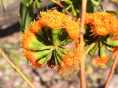 Eucalyptus phoenicea