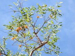 Eucalyptus phoenicea