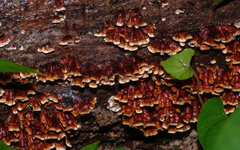 Xylobolus spectabilis