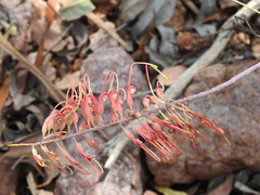 Grevillea dryandri