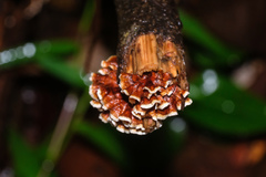 Xylobolus spectabilis