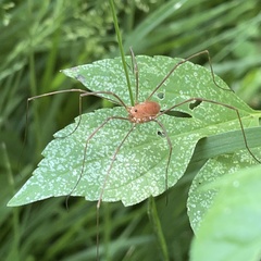 Leiobunum ventricosum