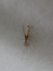 Maccaffertium pulchellum