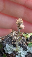 Antennaria rosea pulvinata