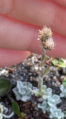 Antennaria rosea pulvinata