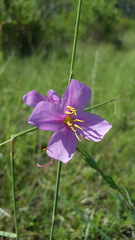Rhexia alifanus