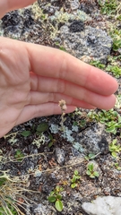 Antennaria rosea pulvinata