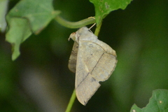 Oxyodes scrobiculata