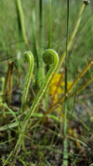 Drosera tracyi