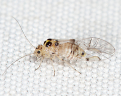 Teliapsocus conterminus