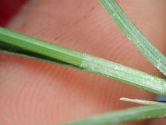 Carex phaeocephala