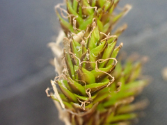 Carex phaeocephala