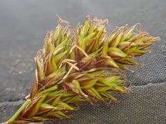 Carex phaeocephala