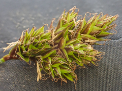 Carex phaeocephala
