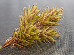 Carex phaeocephala