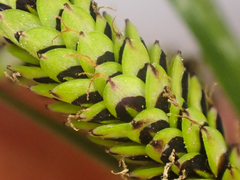 Carex lenticularis dolia