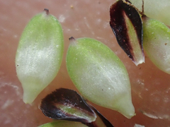 Carex lenticularis dolia