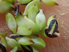 Carex lenticularis dolia