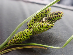 Carex lenticularis dolia