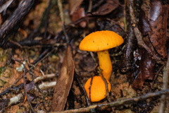 Boletus aurantiosplendens